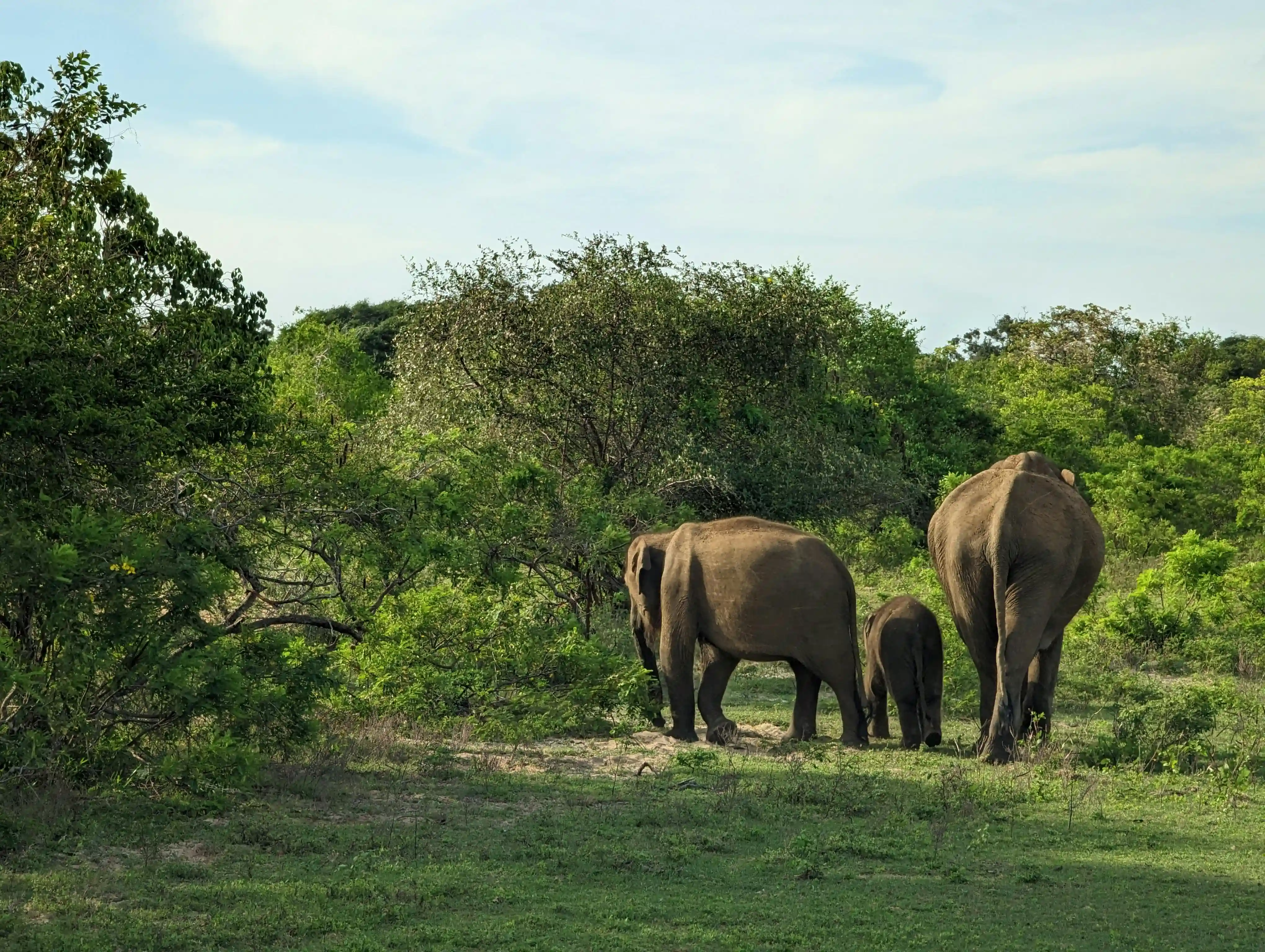 Yala Elephant Herd