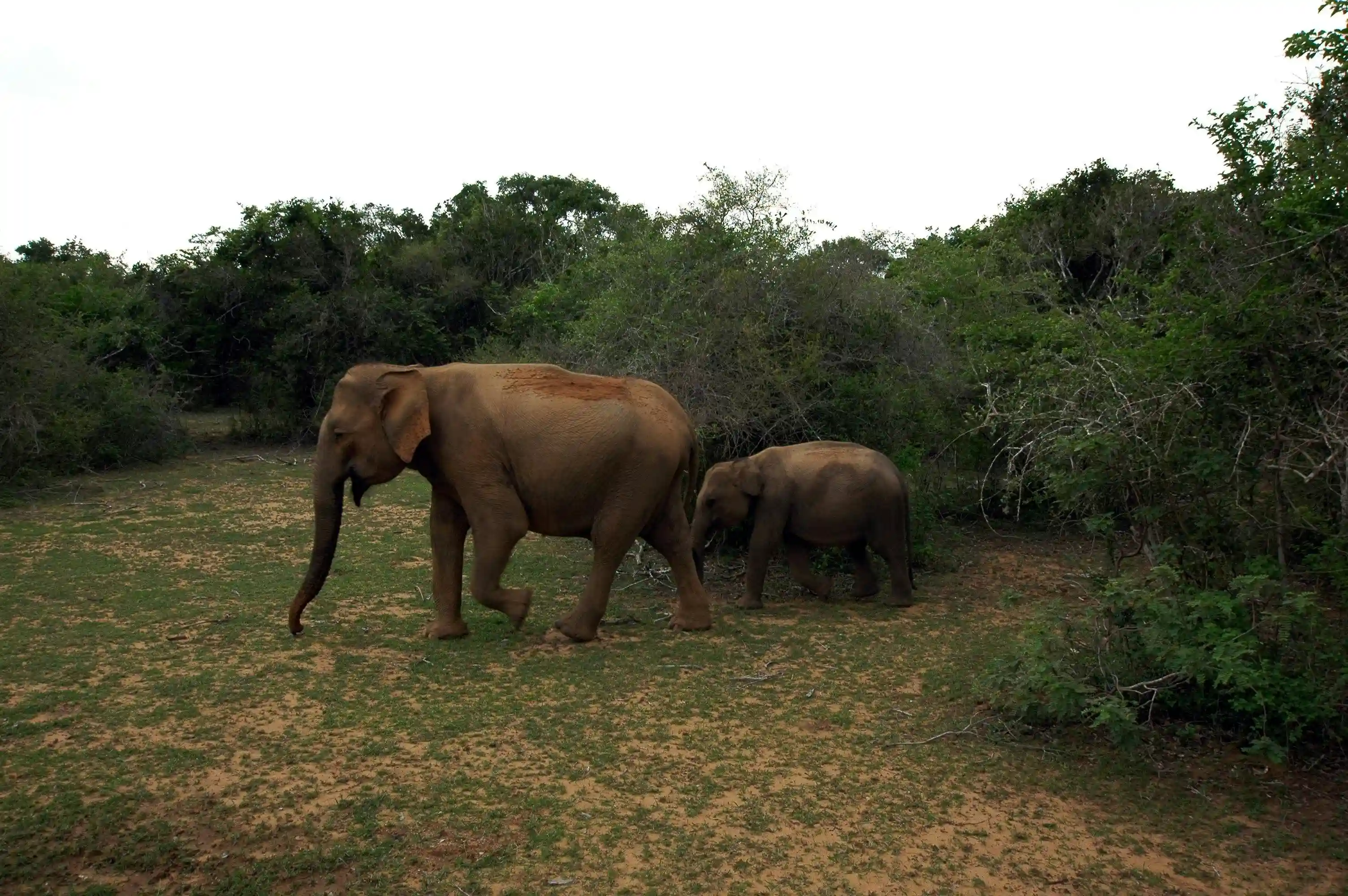 Yala National Park