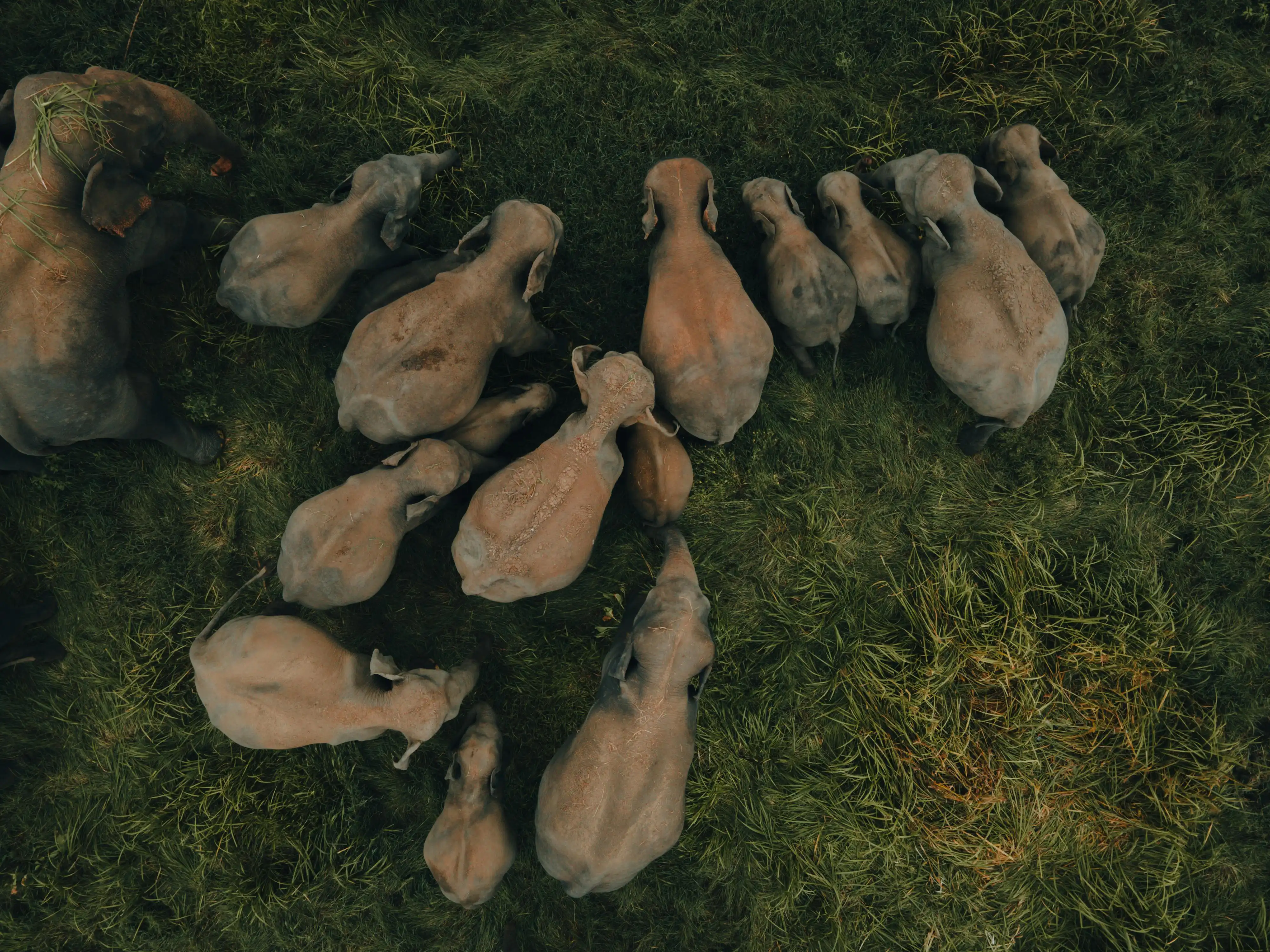 Wildlife Safari Adventure - Image 2